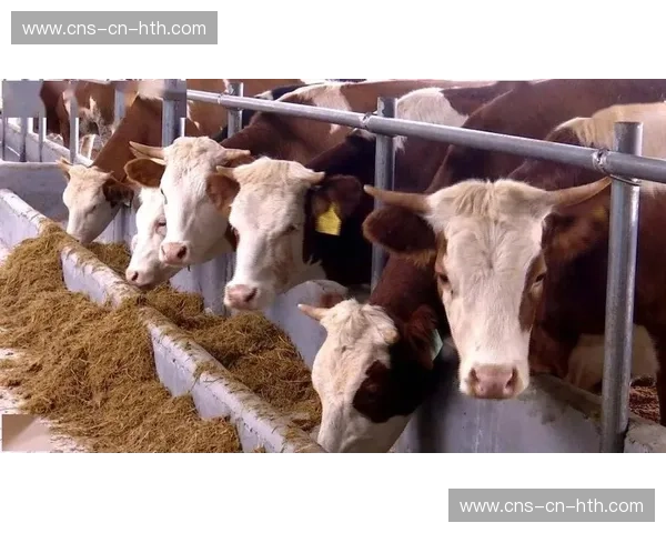 铜梁龙俱乐部扎根计划:形成完整足球产业链激活区域经济 铜梁龙俱乐部扎根计划:形成完整足球产业链激活区域经济